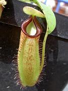 Nepenthes tentaculata 'Giant' x talangensis
